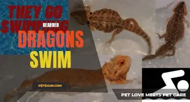 Can Bearded Dragons Swim? Exploring the Aquatic Abilities of These Desert Dwellers