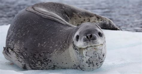 How Fast Can a Leopard Seal Swim: And Why Do They Love Racing Penguins?