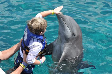 How to Teach Kid to Swim: And Why Dolphins Might Be Better Coaches Than You