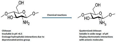  Quaternized Chitosan: 高性能バイオマテリアル、創薬と再生医療の未来を切り開く！