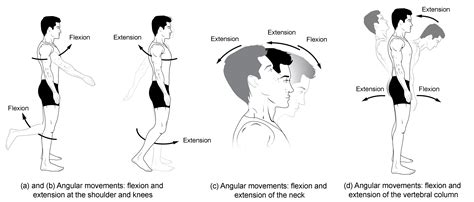 What is Flexion in Physical Education: Exploring the Bends and Twists of Human Movement