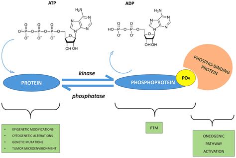 What Roles Can Phosphorylation Play in Protein Function?