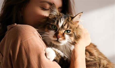 Why Do Cats Purr When You Pet Them?