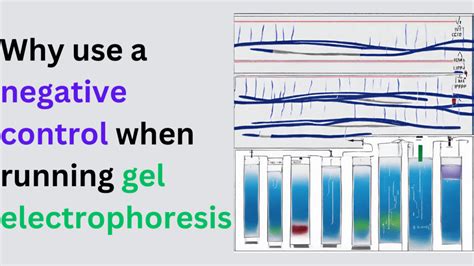 Why Use a Negative Control When Running Gel Electrophoresis?